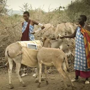 Masai Women Are Leading a Solar Revolution With Help From Their Donkeys