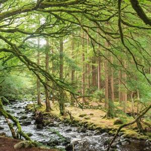 Ireland to Plant 440 Million Trees in 20 Years to Fight Climate Change