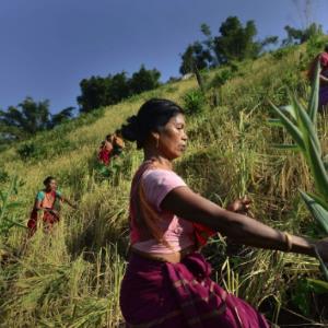 The biggest agroecology project in the world: in India, Andhra Pradesh is banking on "zero budget natural agriculture"